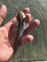 Neogobius fluviatilis