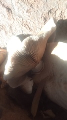 Russula brevipes