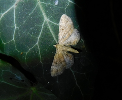 Eupithecia simpliciata