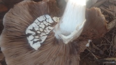 Russula brevipes