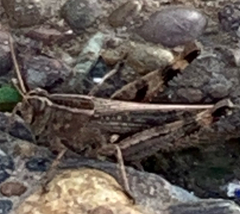 Acrididae