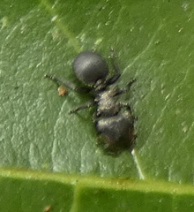 Cephalotes pusillus