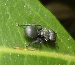Cephalotes pusillus