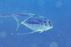 Alectis ciliaris