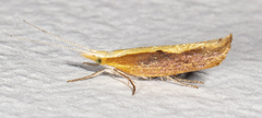 Ypsolopha frustella