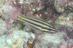 Ostorhinchus angustatus