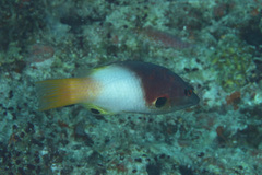 Bodianus axillaris