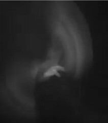 Megascops kennicottii aikeni