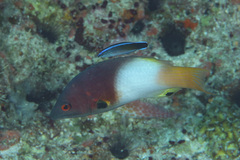 Bodianus axillaris