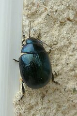 Chrysolina haemoptera