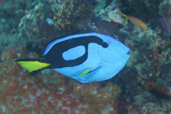 Paracanthurus hepatus