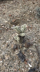 Cylindropuntia bigelovii