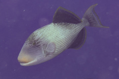 Pseudobalistes flavimarginatus