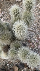 Cylindropuntia bigelovii