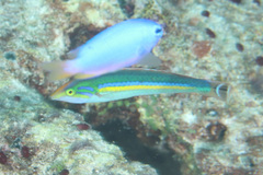 Pseudojuloides splendens