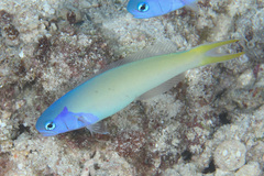 Hoplolatilus starcki