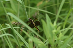 Libellula luctuosa