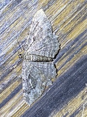Rheumaptera meadii