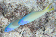 Hoplolatilus starcki