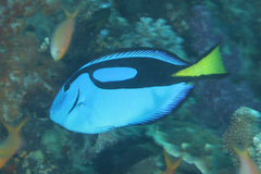 Paracanthurus hepatus