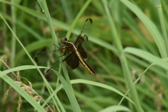 Libellula luctuosa