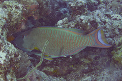 Cetoscarus ocellatus