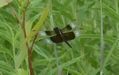 Libellula luctuosa