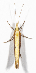 Ypsolopha frustella