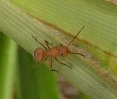 Camponotus rectangularis