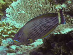 Pseudodax moluccanus