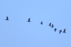 Plectropterus gambensis