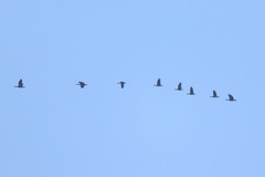 Plectropterus gambensis