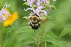 Bombus griseocollis