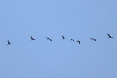 Plectropterus gambensis