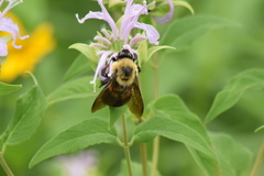 Bombus griseocollis
