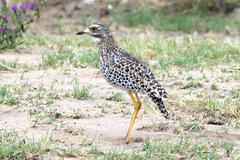 Burhinus capensis capensis