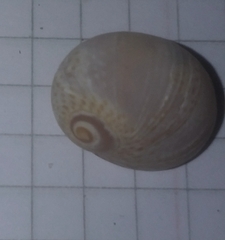 Naticarius stercusmuscarum