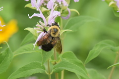 Bombus griseocollis