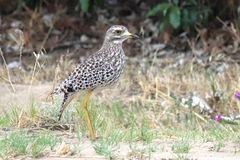 Burhinus capensis capensis