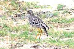 Burhinus capensis capensis