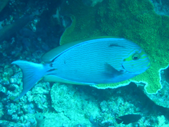 Acanthurus mata
