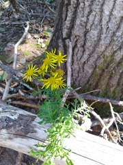 Jacobaea
