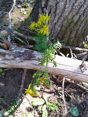 Jacobaea