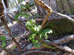Jacobaea