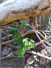 Jacobaea