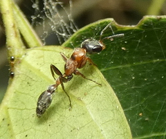 Pseudomyrmex gracilis