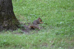Sciurus niger
