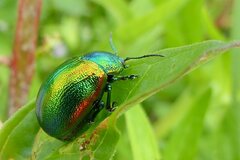 Chrysolina herbacea