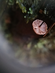 Mycena meliigena