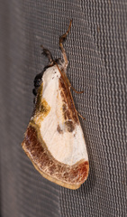 Eudryas grata